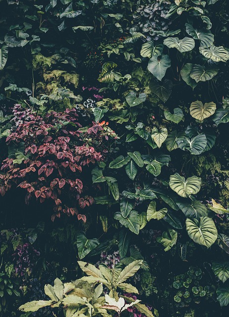 botanical, shrub, bush, ivy, leaves, flora, nature, garden, growth, foliage, outdoors, park, iphone wallpaper